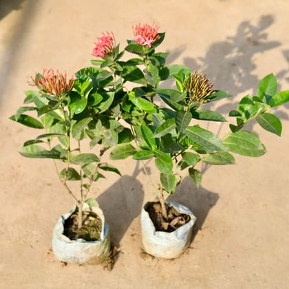 Buy Set of 2 - Ixora Pink in 8 Inch Nursery Bag Online | Urvann.com