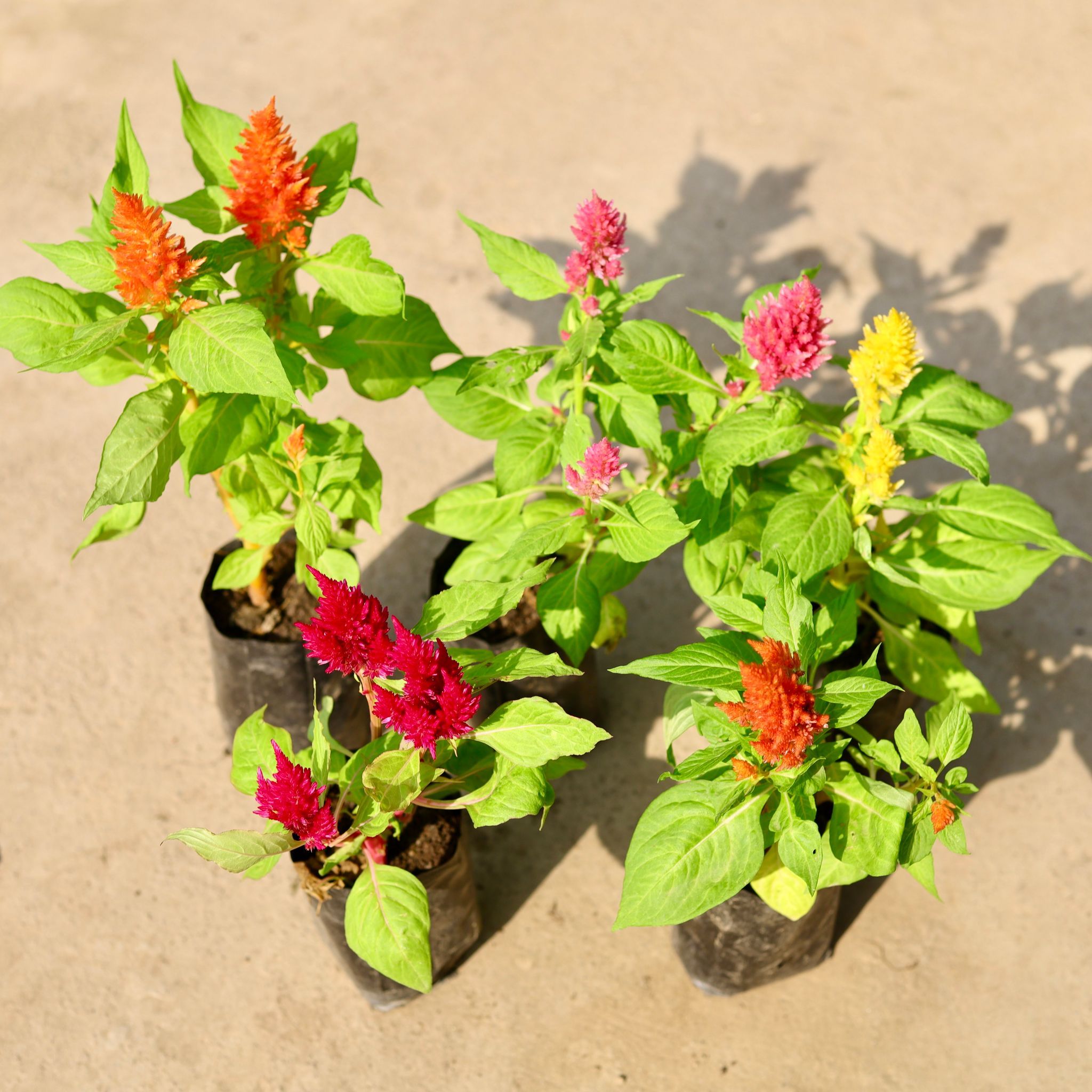 Set of 5 - Celosia (any colour) in 4 Inch Nursery Bag