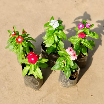Buy Set of 5 - Periwinkle / Vinca / Sadabahar (any colour) in 4 Inch Nursery Bag Online | Urvann.com