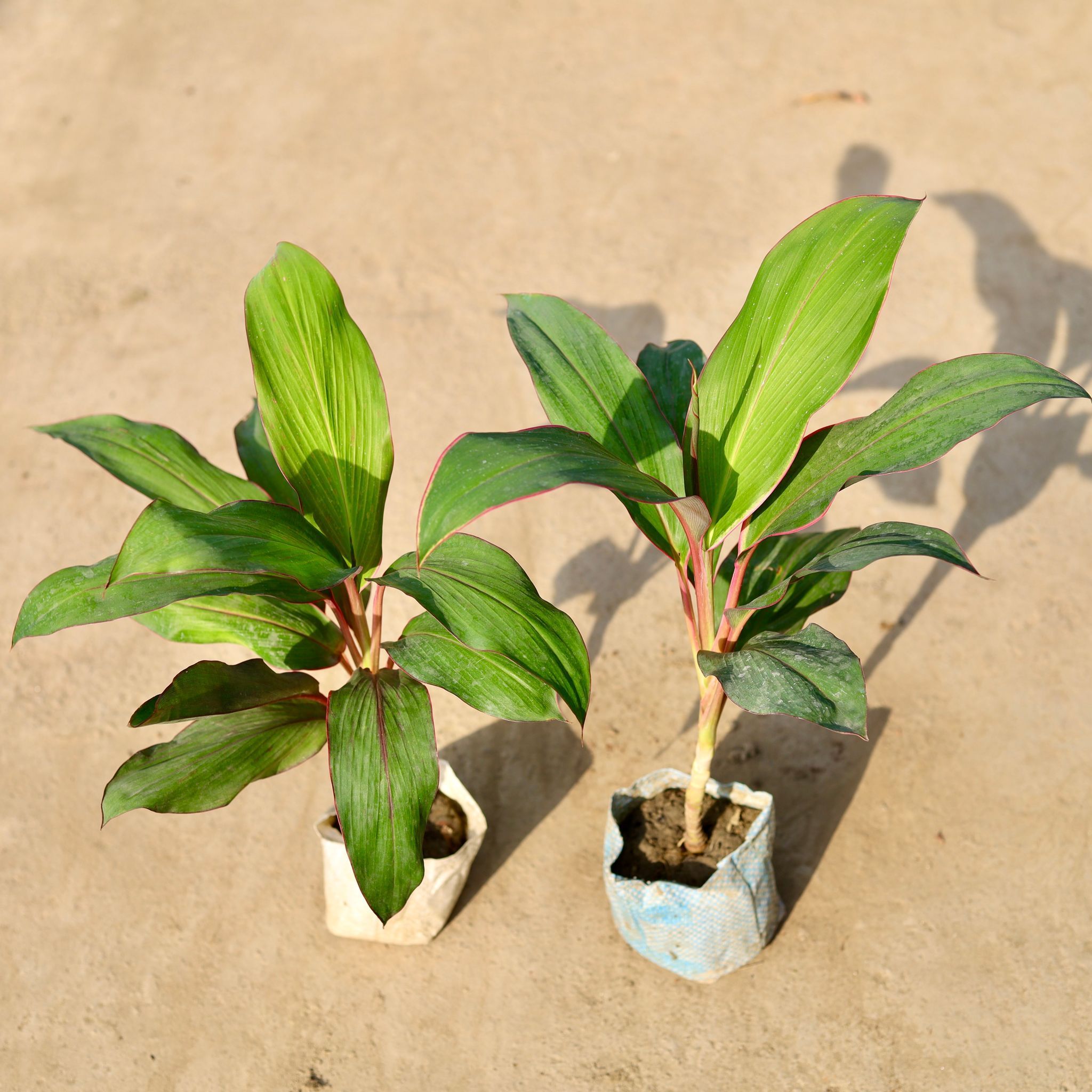Air Purifying - Set of 2 - Dracaena Kedarnath in 4 Inch Nursery Bag