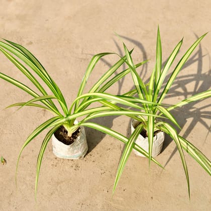 Buy Set of 2 - Pandanus / Screw pine in 4 Inch Nursery Bag Online | Urvann.com