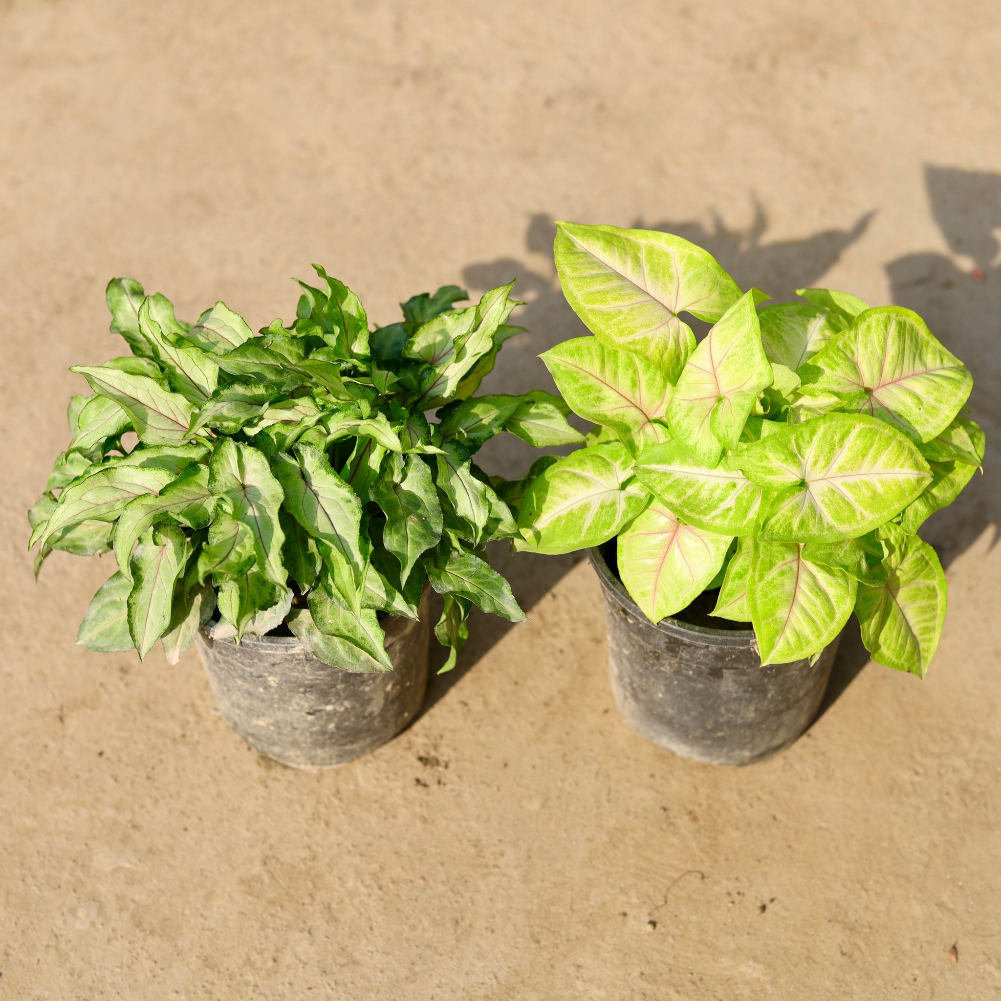 Set of 2 - Syngonium (Golden & Yami Green) in 5 Inch Nursery Pot