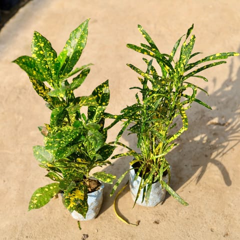 Set of 2 - Croton (Chironji & Baby) in 4 Inch Nursery Bag