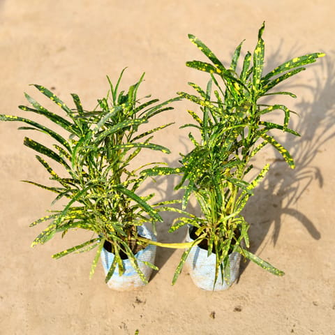 Air Purifying - Set of 2 - Chironji Croton in 4 Inch Nursery Bag