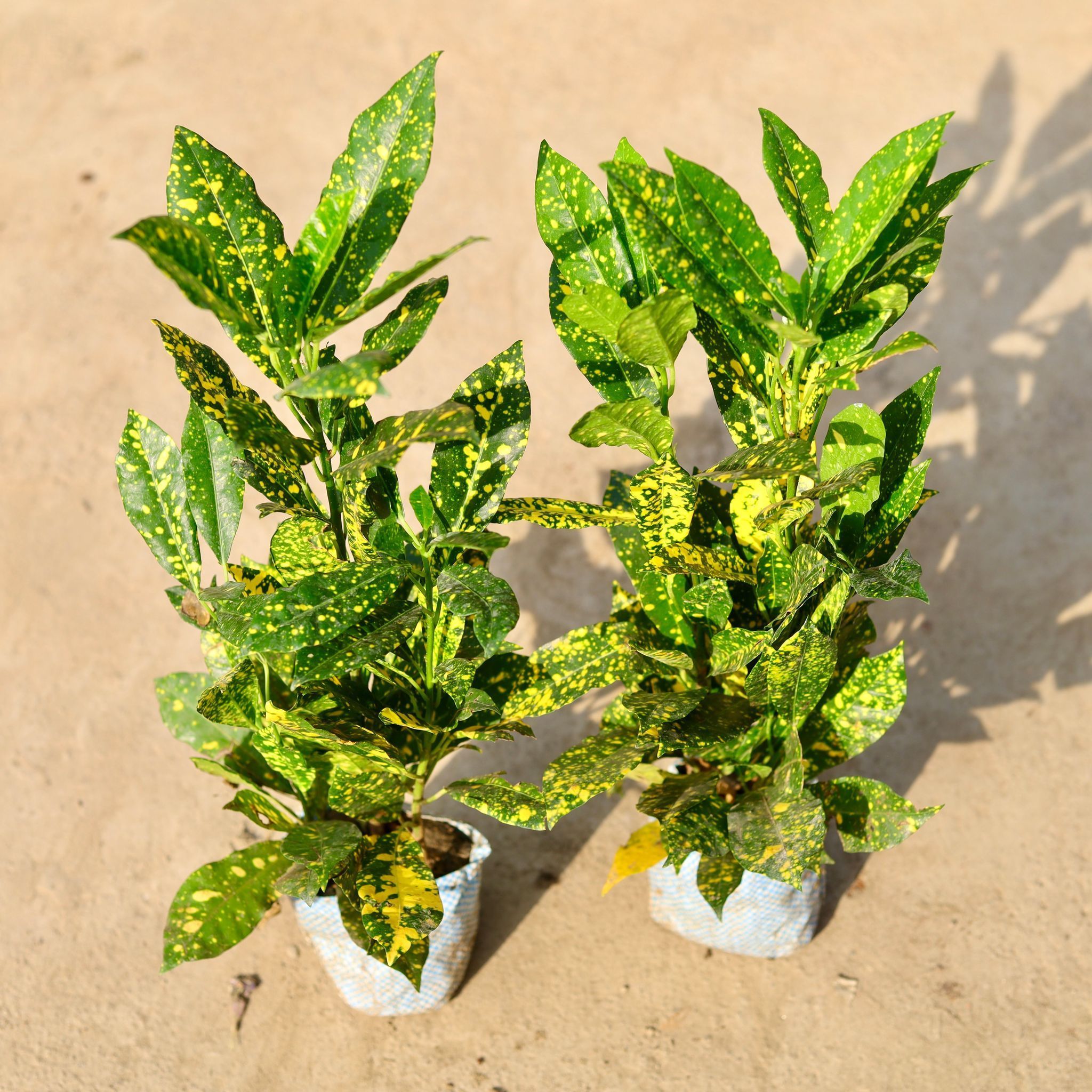 Set of 2 - Baby Croton in 4 Inch Nursery Bag