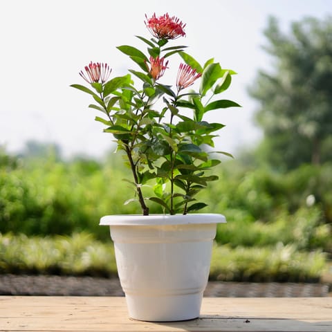 Ixora Pink in 12 Inch Live Plant Classy White Plastic Pot