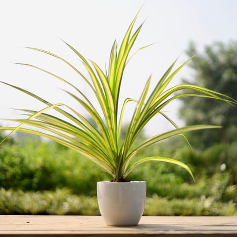 Pandanus / Screwpine in 8 Inch Classy White Cup Designer Ceramic Pot (any design)
