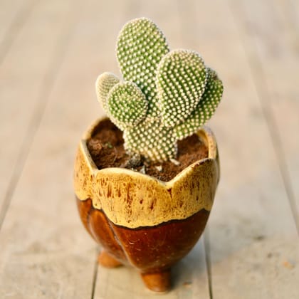 Buy Bunny Ear Cactus in 5 Inch Designer Leg Ceramic Pot (any colour & design) Online | Urvann.com
