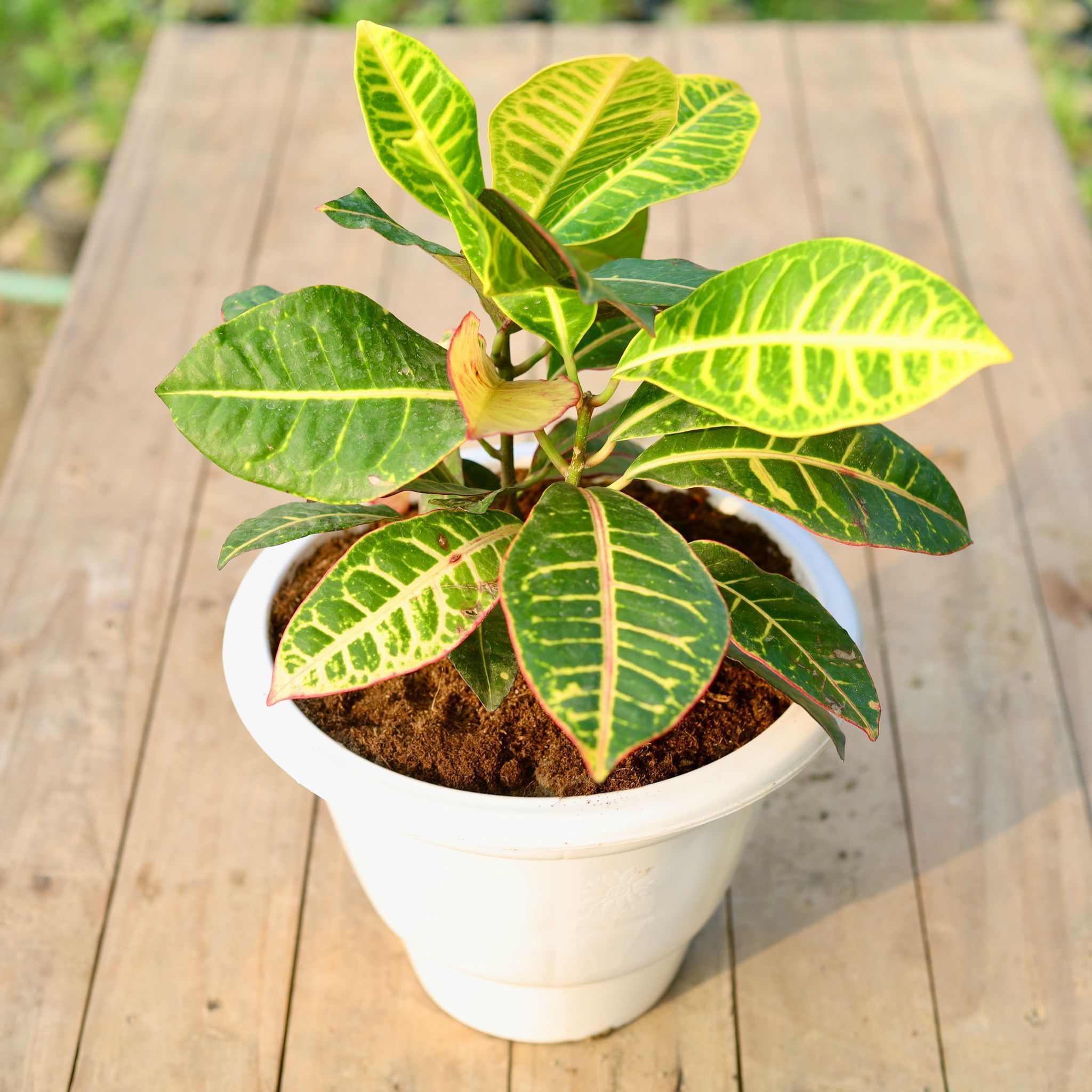 Croton Petra in 10 Inch Classy White Plastic Pot
