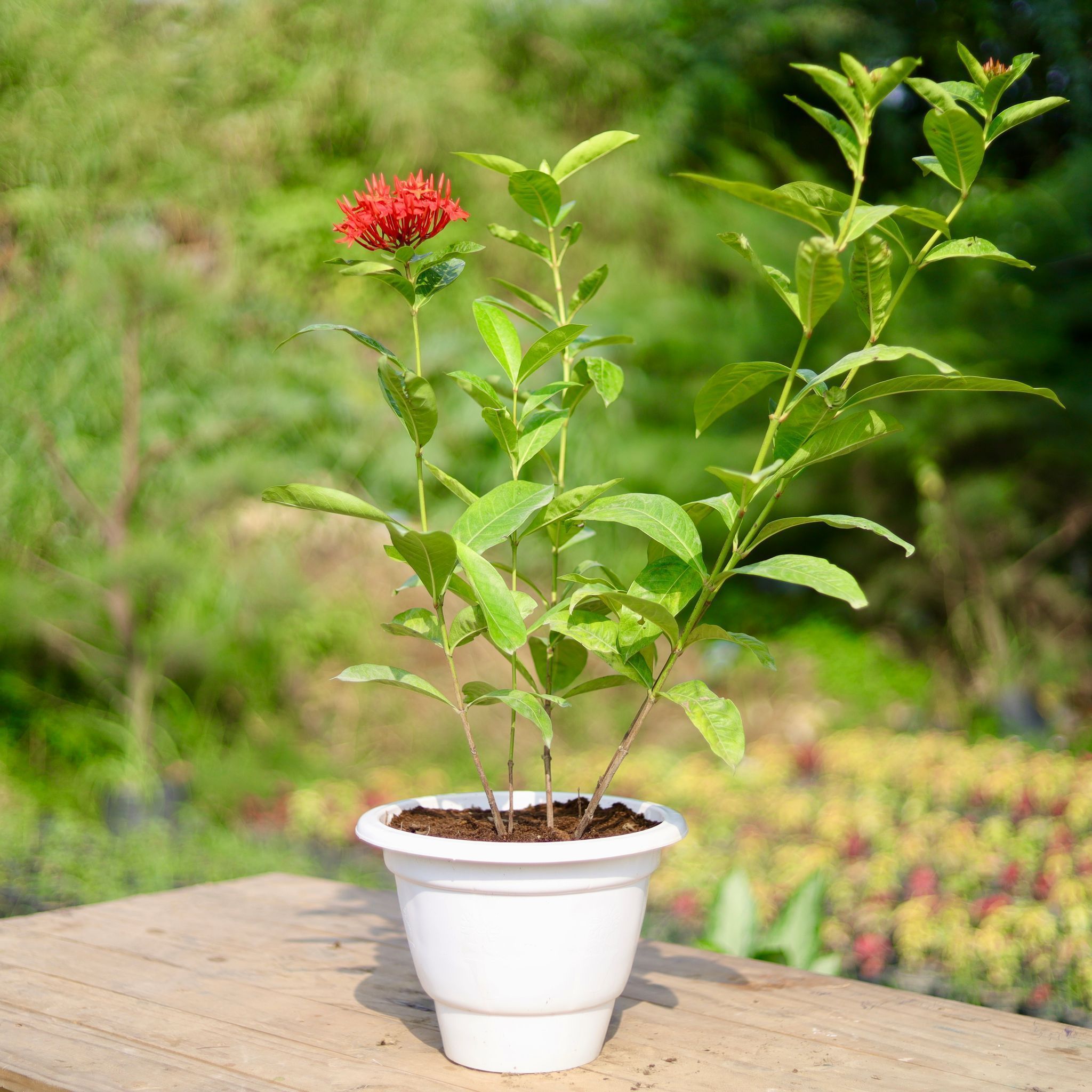 Ixora Red in 10 Inch Classy White Plastic Pot