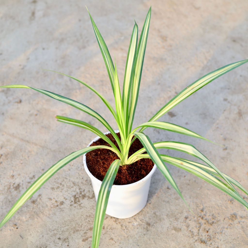 Buy Pandanus / Screw pine in 6 Inch White Nursery Pot Online | Urvann.com Pandanus / Screwpine in 6 Inch White Nursery Pot