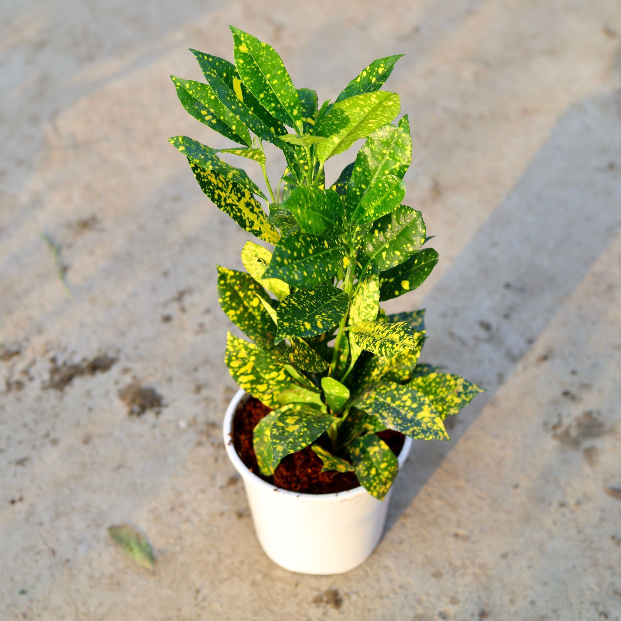 Baby Croton in 6 Inch White Nursery Pot