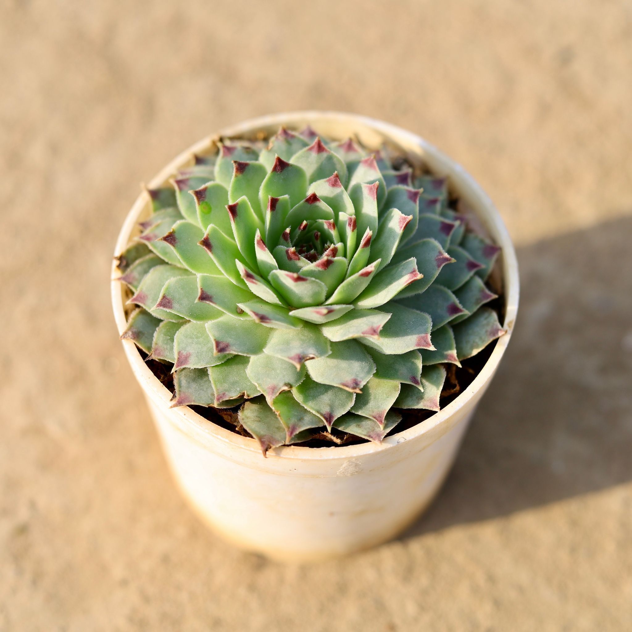 Laxmi Kamal Succulent in 3 Inch Classy White Cup Ceramic Pot