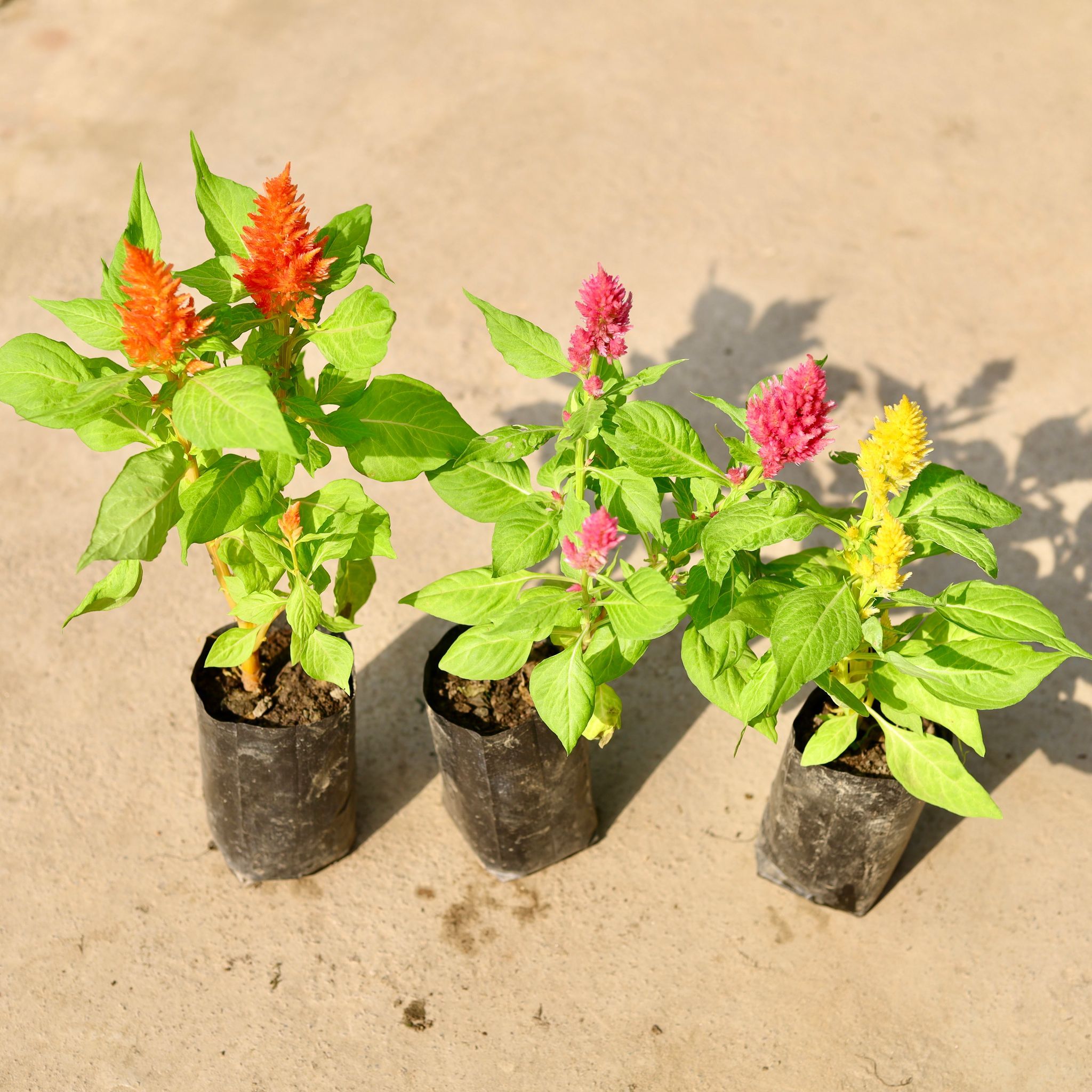 Set of 3 - Celosia (any colour) in 4 Inch Nursery Bag