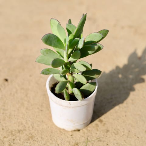 Kalanchoe Succulent (any colour) in 4 Inch Nursery Pot