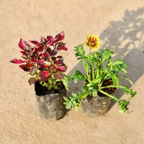Set of 2 - Alternanthera Red & Gazania (any colour) in 4 Inch Nursery Bag