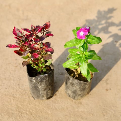 Set of 2 - Alternanthera Red & Periwinkle / Vinca / Sadabahar (any colour) in 4 Inch Nursery Bag