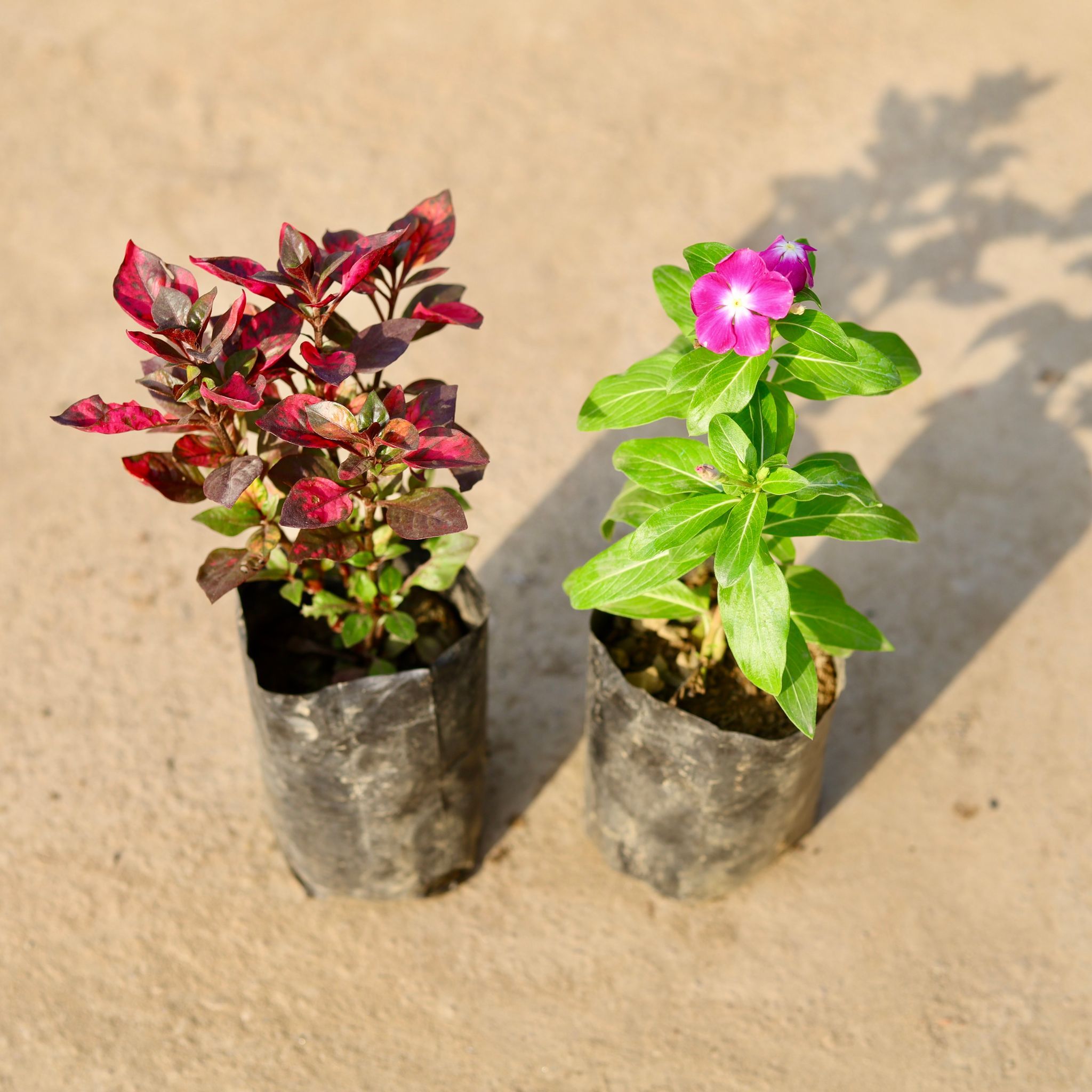 Set of 2 - Alternanthera Red & Periwinkle / Vinca / Sadabahar (any colour) in 4 Inch Nursery Bag