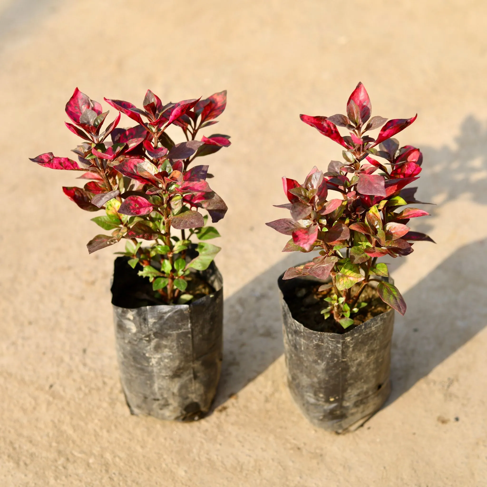 Set of 2 - Alternanthera Red in 4 Inch Nursery Bag