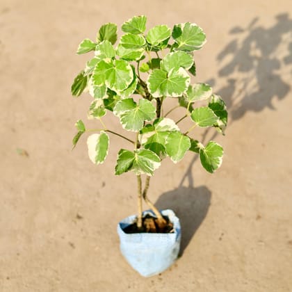 Buy Aralia Apple in 4 Inch Nursery Bag Online | Urvann.com