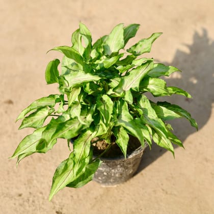 Buy Syngonium Yami Green in 5 Inch Nursery Pot Online | Urvann.com