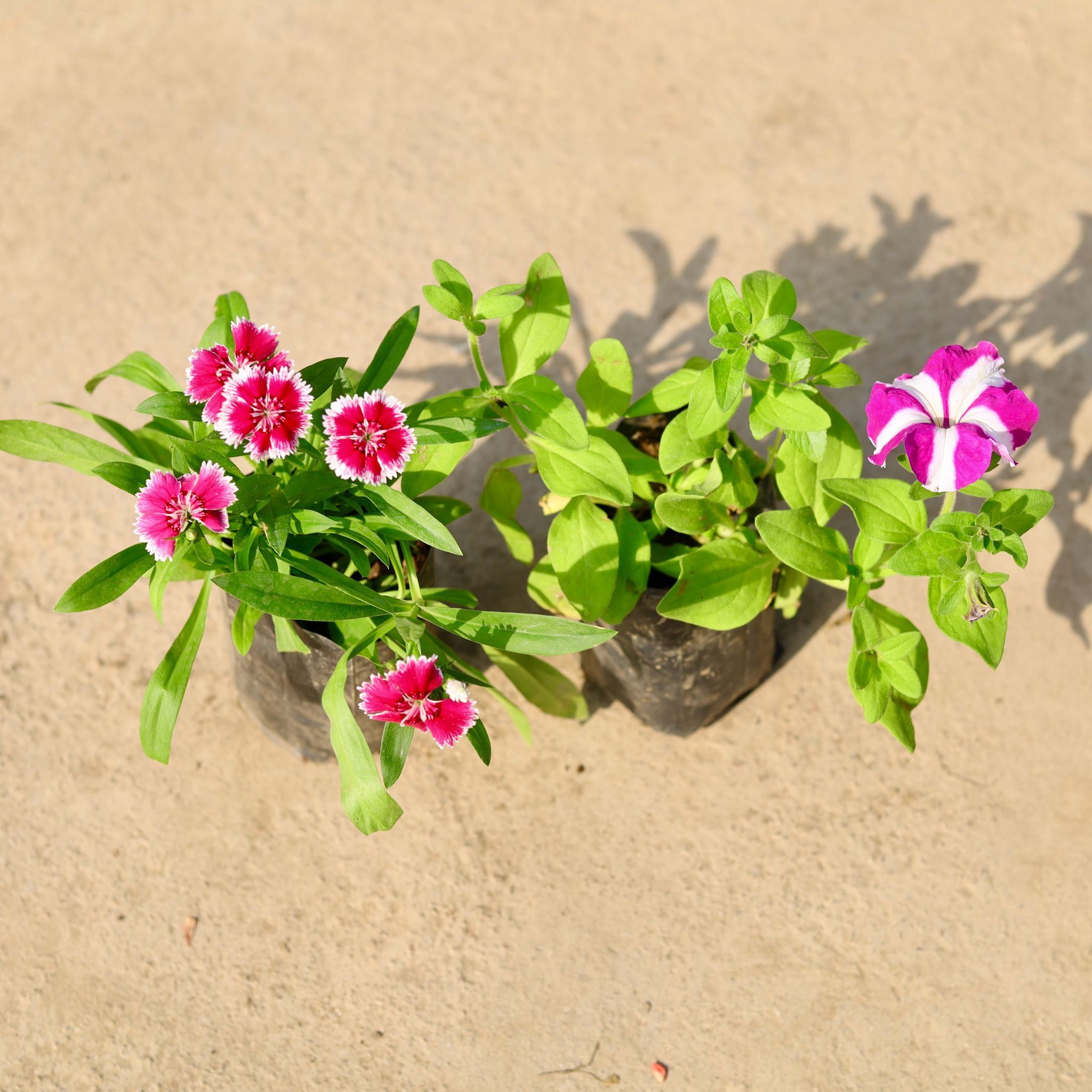 Set of 2 - Petunia & Dianthus (any colour) in 4 Inch Nursery Bag