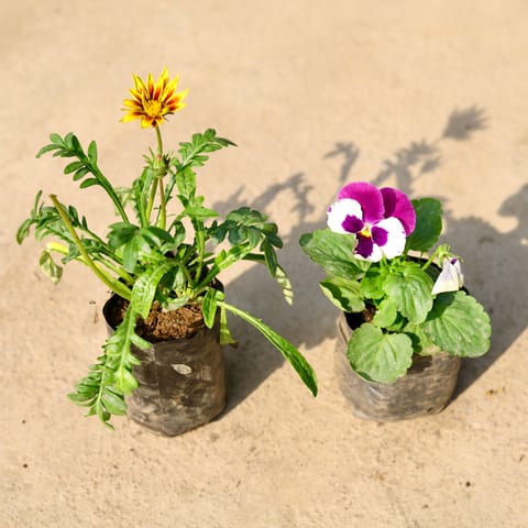 Set of 2 - Pansy & Gazania (any colour) in 4 Inch Nursery Bag