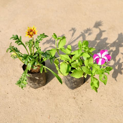 Set of 2 - Pansy & Gazania (any colour) in 4 Inch Nursery Bag