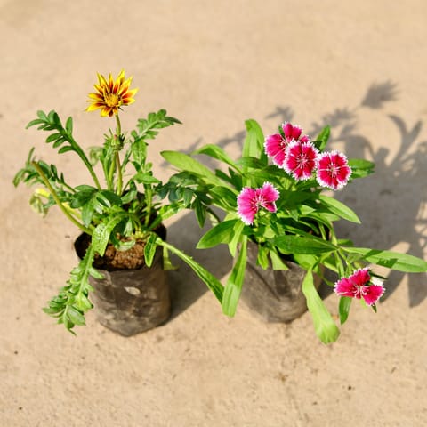 Set of 2 - Dianthus & Gazania (any colour) in 4 Inch Nursery Bag