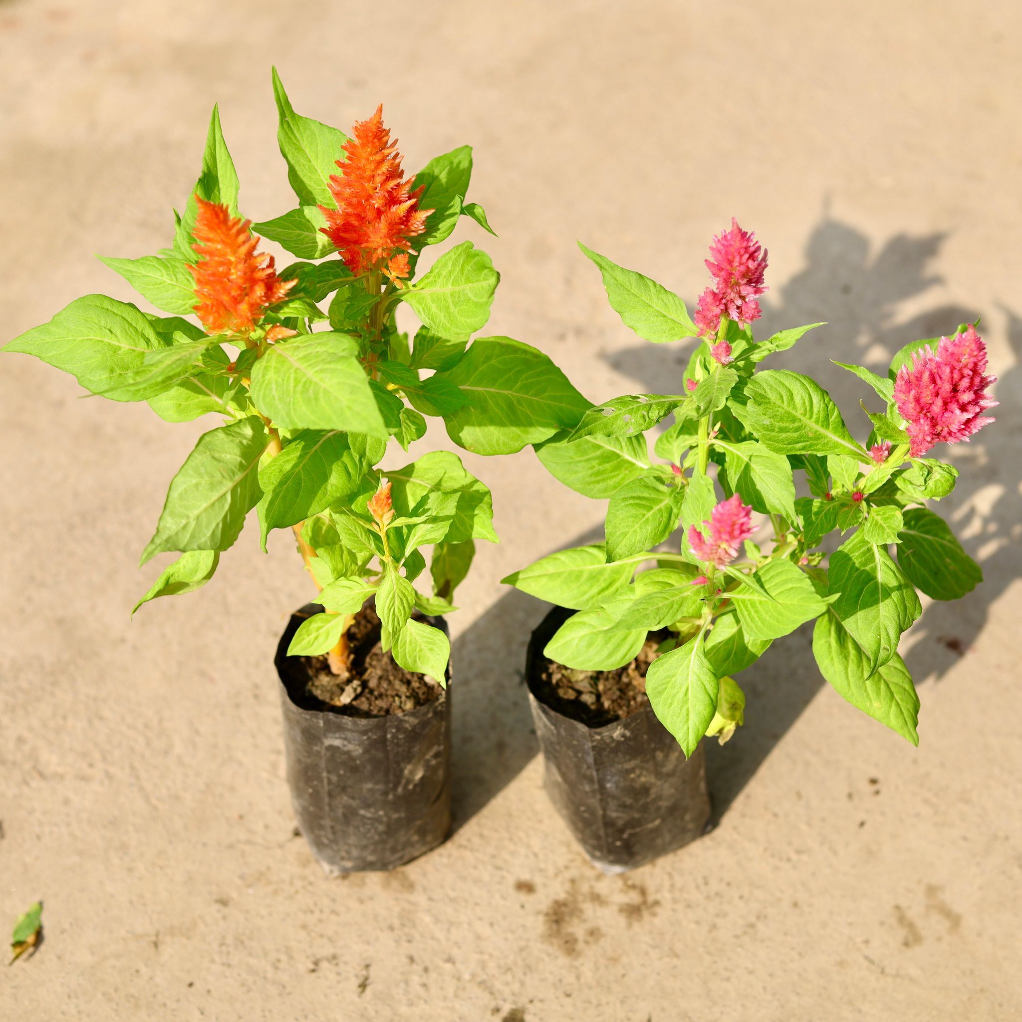 Set of 2 - Celosia (any colour) in 4 Inch Nursery Bag