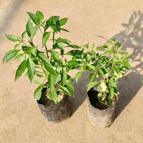 Set of 2 - Chilli / Mirchi Plant in 4 Inch Nursery Bag