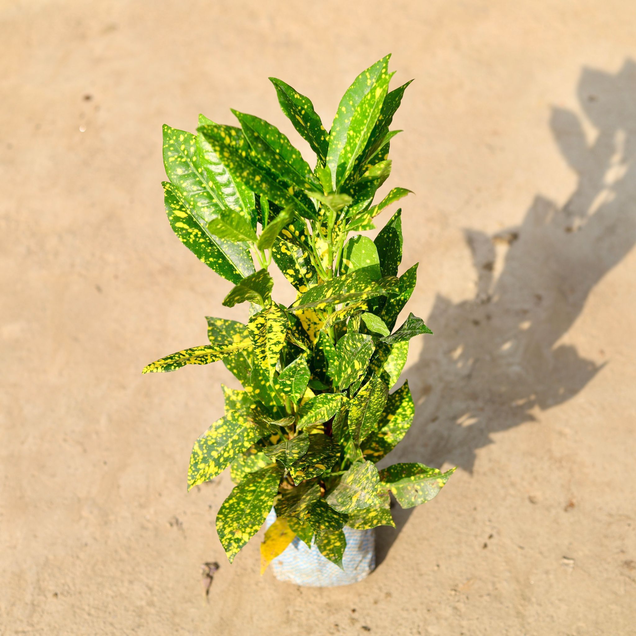 Baby Croton in 4 Inch Nursery Bag