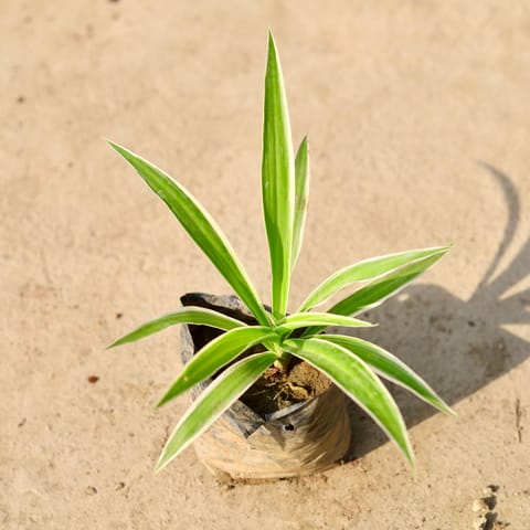 Air Purifying - Spider in 4 Inch Nursery Bag