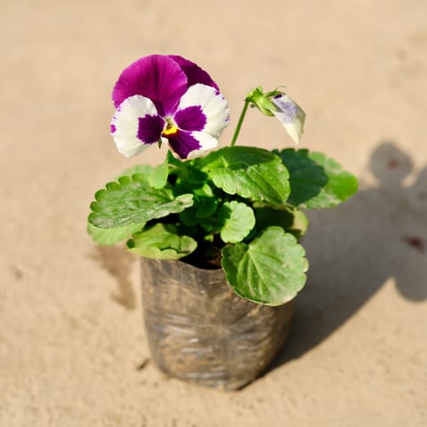 Pansy (any colour) in 4 Inch Nursery Bag