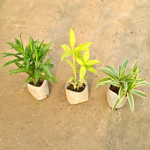 Set of 3 - Lucky Bamboo, Dracaena Messenger & Song of India in 4 Inch Live Plant Nursery Bag
