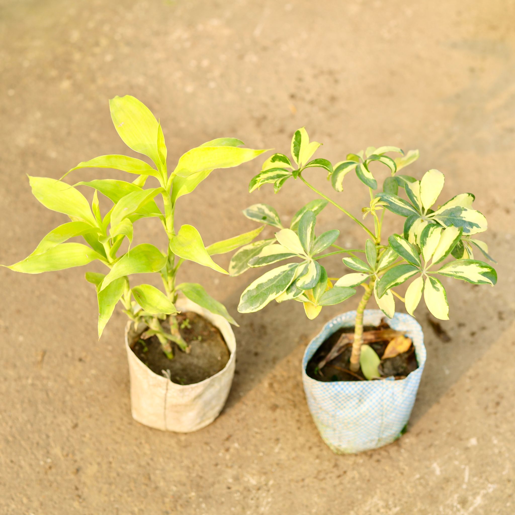 Air Purifying - Set of 2 - Lucky Bamboo & Schefflera Variegated in 4 Inch Nursery Bag