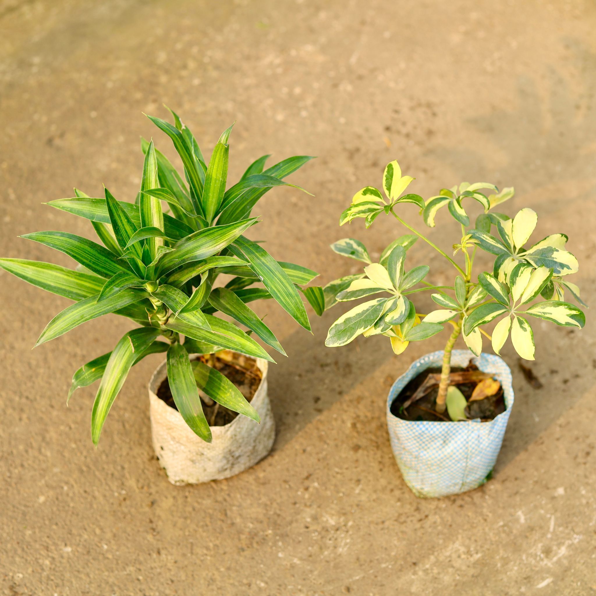 Set of 2 - Dracaena Messenger & Schefflera Variegated in 4 Inch Nursery Bag