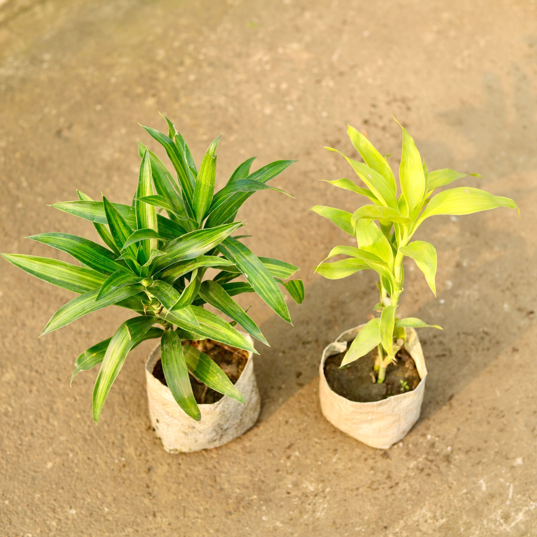 Set of 2 - Lucky Bamboo & Dracaena Messenger in 4 Inch Nursery Bag