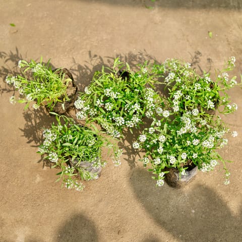 Set of 5 - Alyssum White in 4 Inch Nursery Bag
