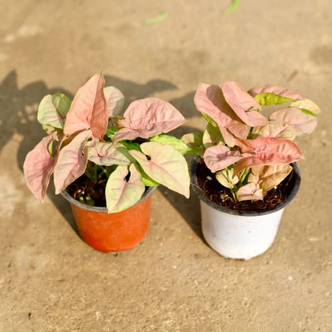 Air Purifying - Set of 2 - Syngonium Pink in 3 Inch Live Fresh Plant Nursery Pot in Tilak Nagar