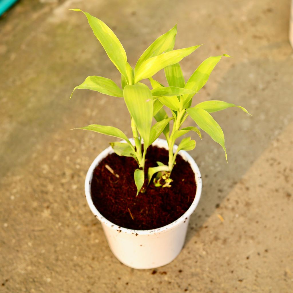 Buy Lucky Bamboo in 6 Inch Nursery Pot Online | Urvann.com Lucky Bamboo in 6 Inch Nursery Pot