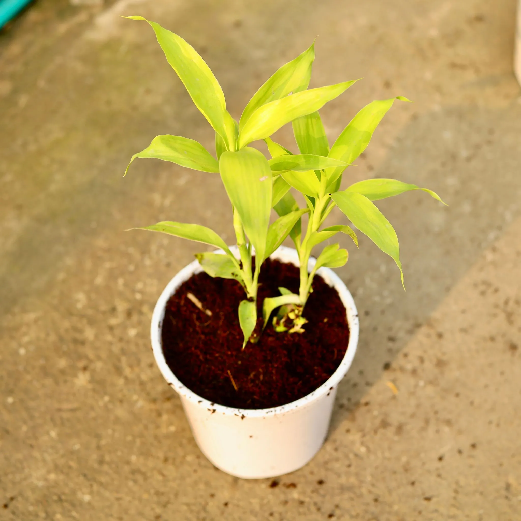 Air Purifying - Lucky Bamboo in 6 Inch Nursery Pot