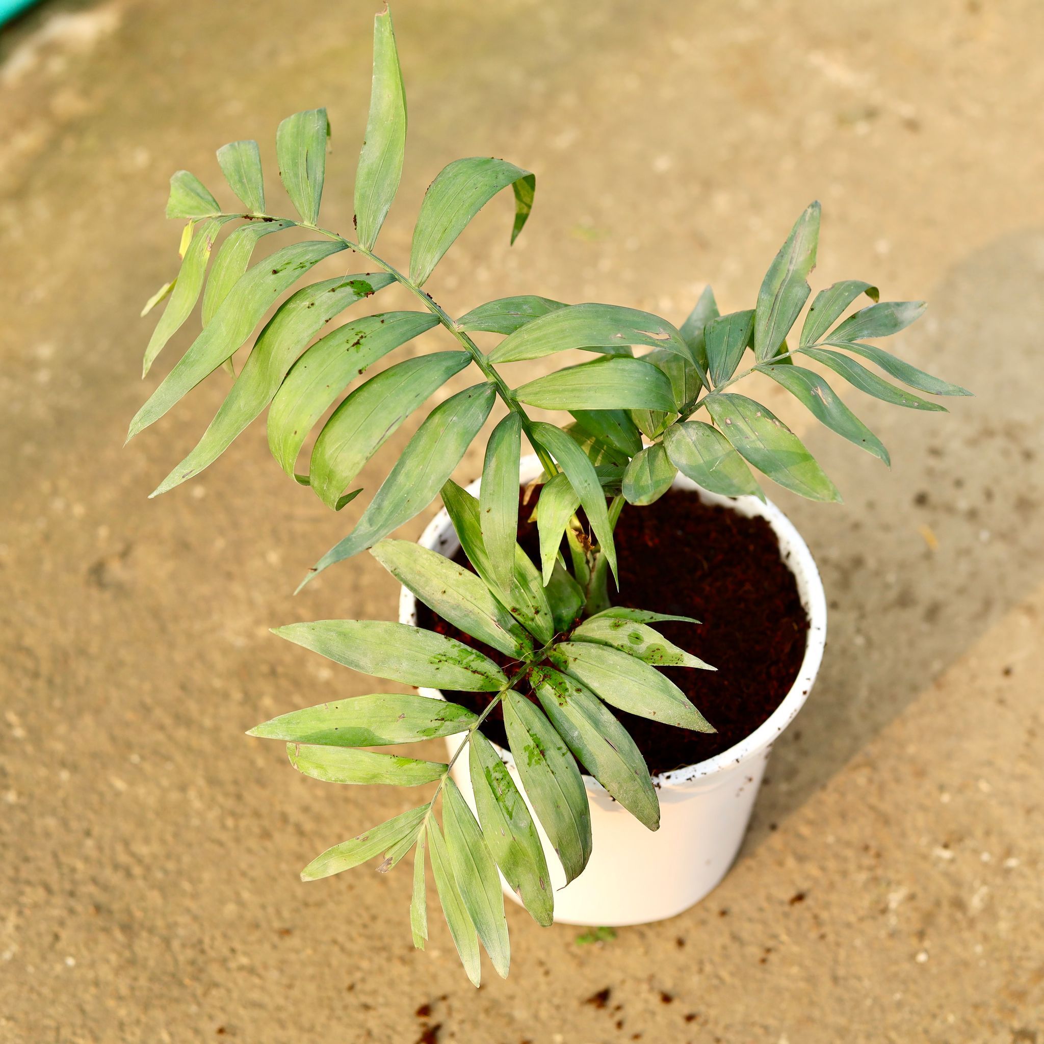 Chamaedorea Palm in 6 Inch Nursery Pot