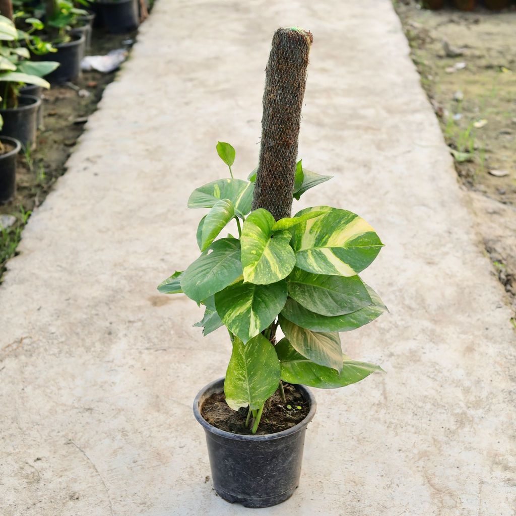 Buy Money Plant Desi with 3 Ft Moss Stick in 10 Inch White Nursery Pot Online | Urvann.com Money Plant Desi with 3 Ft Moss Stick in 10 Inch White Nursery Pot