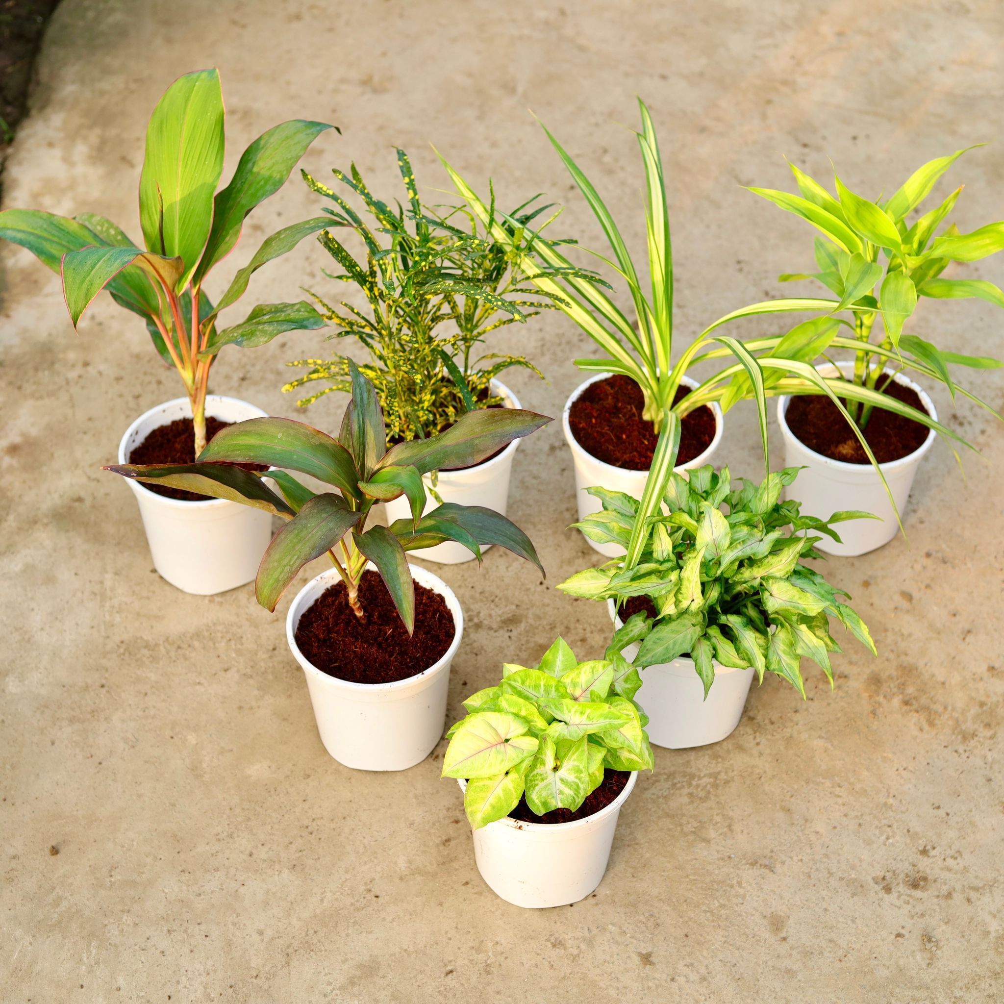 Set of 7 - Dracaena Kedarnath, Chironji Croton, Pandanus , Lucky Bamboo, Dracaena Rosea, Syngonium Yami Green & Syngonium Golden in 6 Inch White Nursery Pot