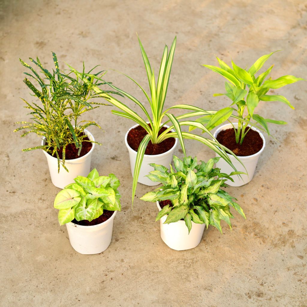 Buy Set of 5 - Chironji Croton, Pandanus / Screw pine, Lucky Bamboo, Syngonium Golden & Yami Green in 6 Inch White Nursery Pot Online | Urvann.com Set of 5 - Chironji Croton, Pandanus , Lucky Bamboo, Syngonium Golden & Yami Green in 6 Inch White Nursery Pot