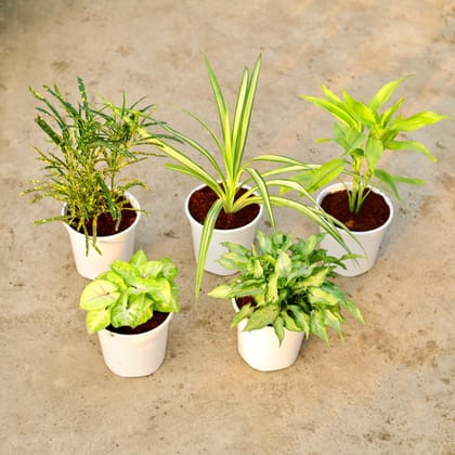 Buy Set of 5 - Chironji Croton, Pandanus / Screw pine, Lucky Bamboo, Syngonium Golden & Yami Green in 6 Inch White Nursery Pot Online | Urvann.com