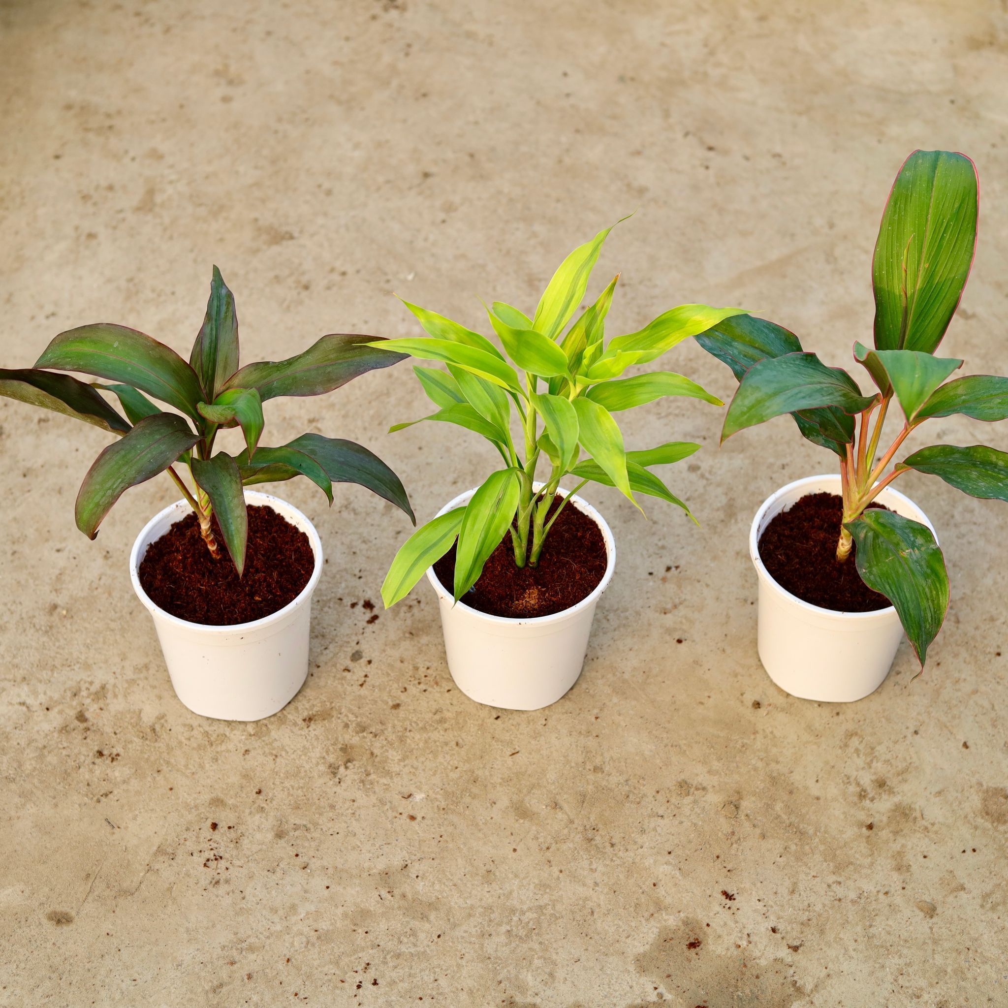 Set of 3 - Dracaena Rosea, Kedarnath & Lucky Bamboo in 6 Inch White Nursery Pot