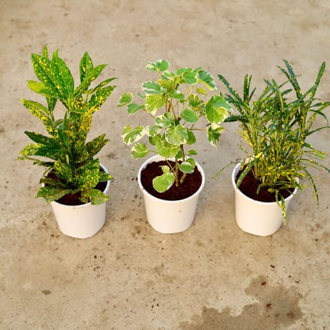 Set of 3 - Baby Croton, Aralia Dinner Plate & Chironji Croton in 6 Inch White Nursery Pot