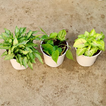 Buy Set of 3 - Syngonium Yami Green, Golden & Oxycardium Green in 6 Inch White Nursery Pot Online | Urvann.com